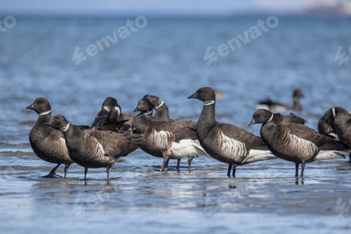 Preview: Brant Geese migration