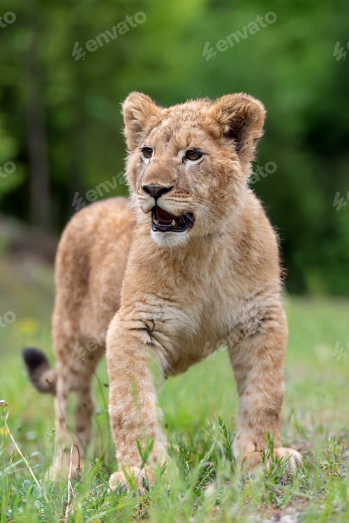 Preview: Lion cub in spring time