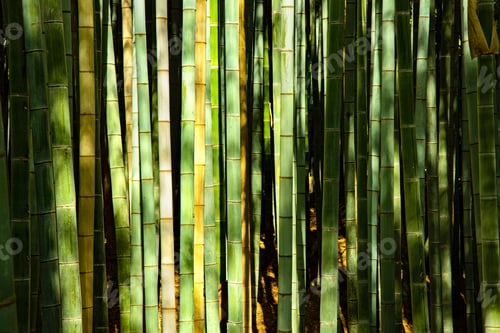 Preview: Isolated Close-up of Green Bamboo Tree Trunks in forest