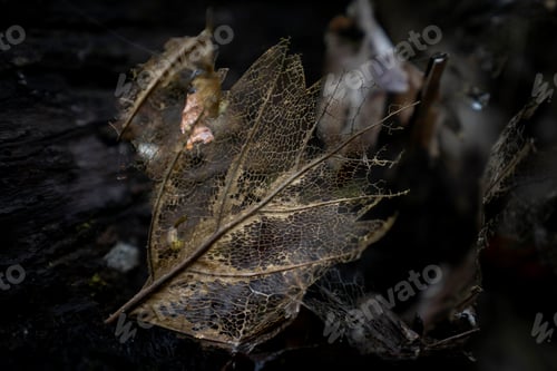 Preview: Close-up skeleton dry leaf vein on dark background
