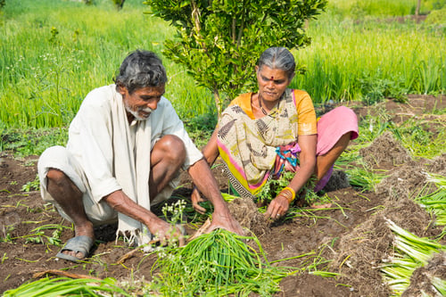 Preview: Indian farmer with family working in onion field, India.