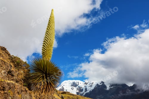 Vorschau: Puya