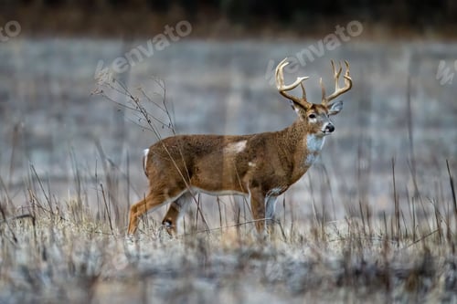 Preview: Selective focus of a brown-furred Columbian white-tailed deer standing in a field in winter