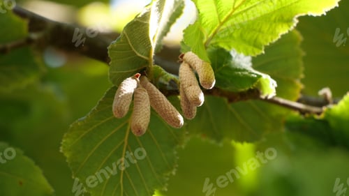 Preview: Closeup shot of common hazel - corylus avellana