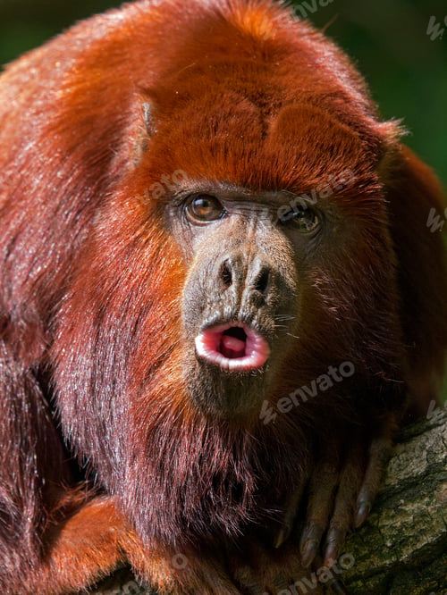 Preview: Howling Monkey