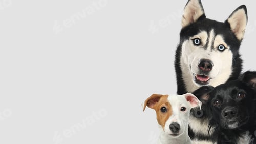 Preview: Adorable dogs on light grey background. Banner design with space for text