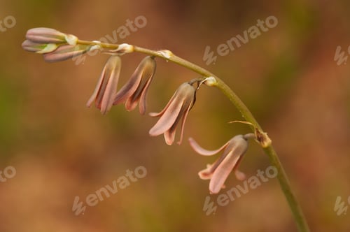Preview: Flower Dipcadi serotinum