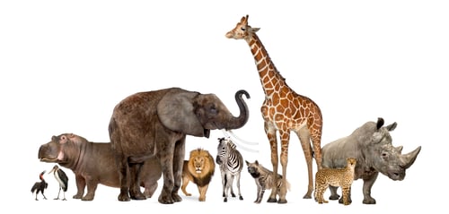 Preview: Collection of wildlife animals, isolated on white