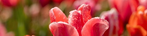 Preview: Banner 4x1 for website, social networks. Delicate red tulip petals with raindrops