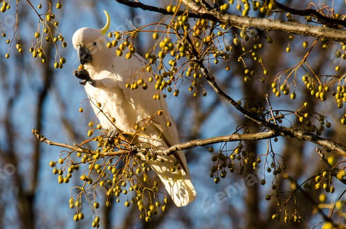 Preview: Close-up shot of a Sulphur-crested cockatoo perched on a branch covered in berries