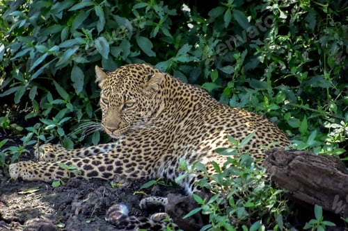 Preview: Beautiful African leopard resting in the shade surrounded by lush foliage.
