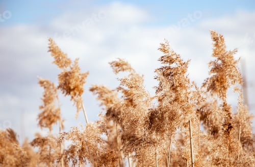 Preview: Golden reed seeds in neutral tones on a light background. Pampas grass at sunset.