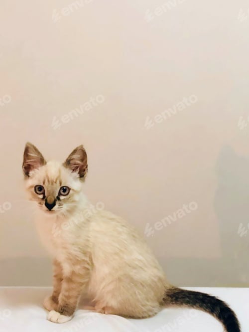 Preview: Little cat