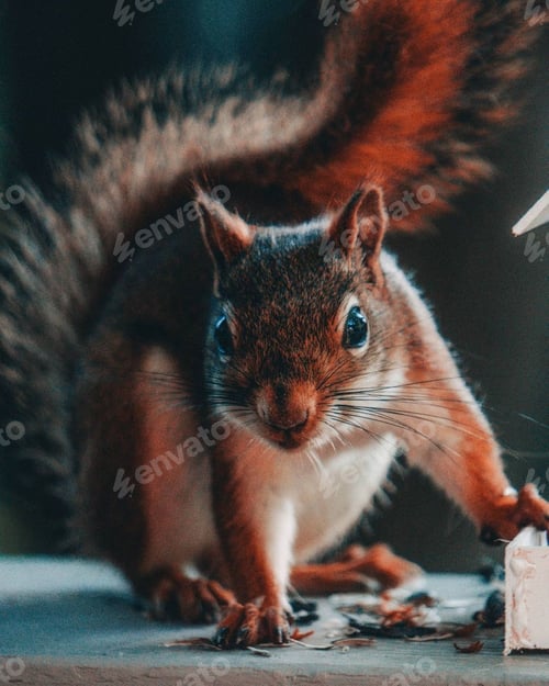 Preview: Squirrel