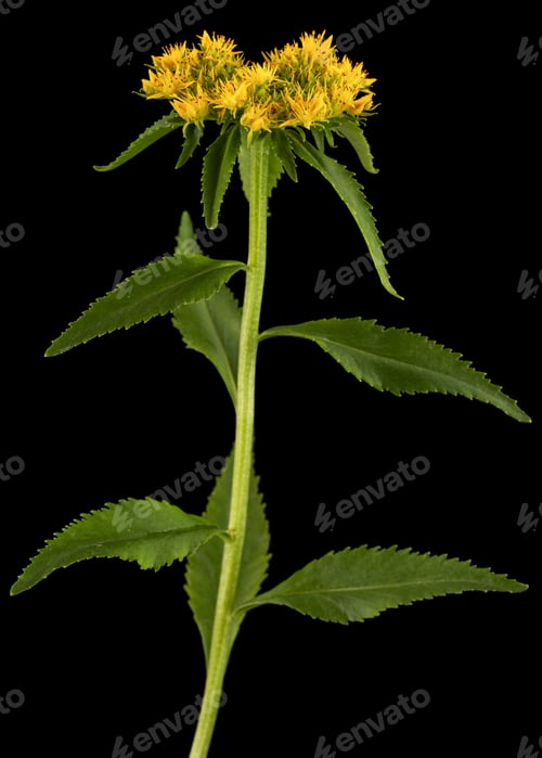 Preview: Yellow flowers of rhodiola rosea, isolated on black background