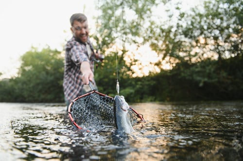 Preview: Fisherman picking up big rainbow trout from his fishing net