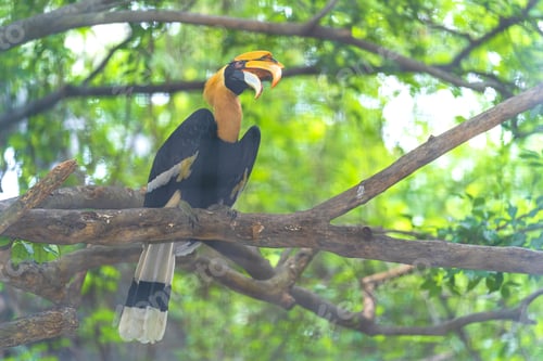 Preview: Hornbills, bird on the tree
