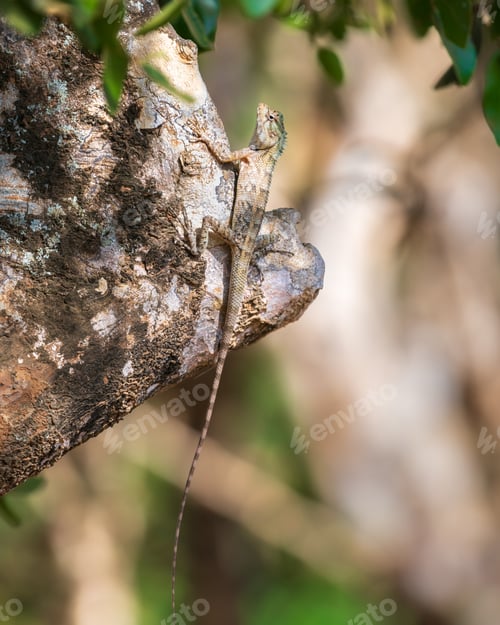 Preview: Changeable lizard on a tree at Yala National Park.