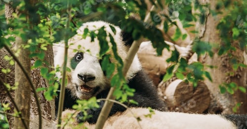 Preview: Giant Pandas Play. Bear Or Simply, Is Bear Species Endemic To China. Panda Diplomacy.