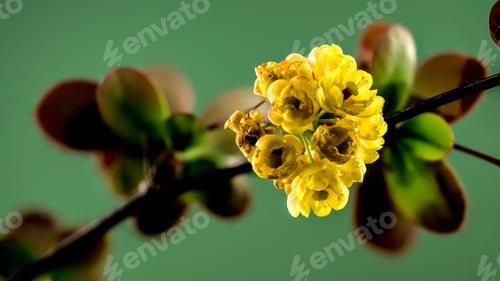 Preview: Blooming yellow barberry on a green background