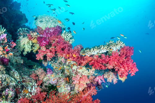 Preview: Underwater Reef in Fiji