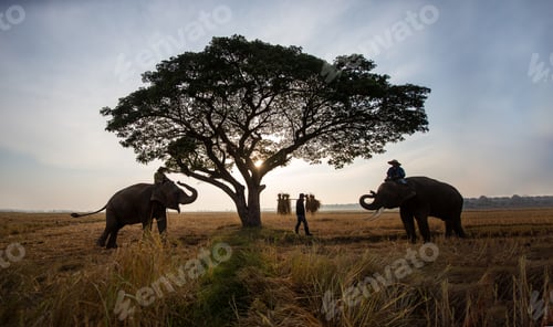 Preview: Farmer and Elephant at rice field against sunrise in Thailand.
