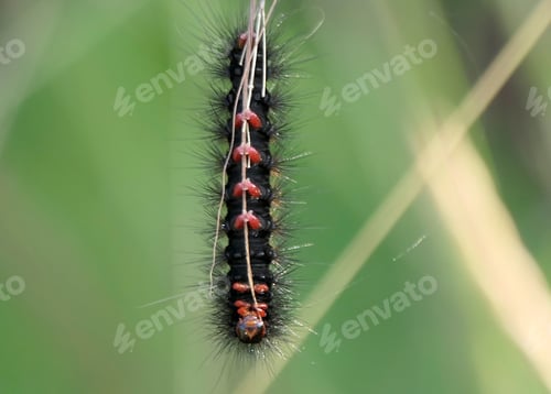 Preview: Close-up of a caterpillar on a plant stem.
