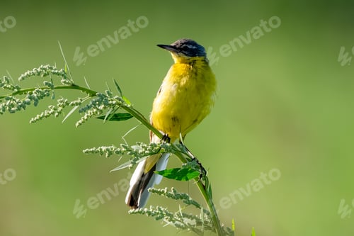 Preview: Yellow Wagtail Bird Sitting On Branch