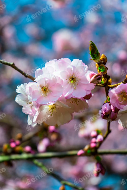 Preview: Vertical close-up shot of cherry blossom flowers