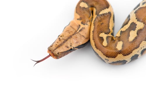 Preview: Sumatran Short Tail Python isolated on white background