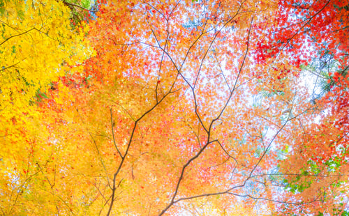 Preview: Autumn Leaves of Japanese Maple Trees, Kyoto, Japan
