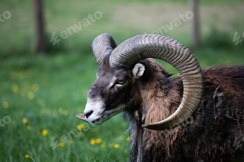 Preview: European mouflon with beautiful horns