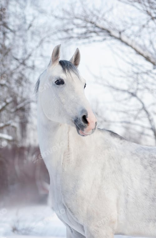 Preview: arabian, horse, mare, stallion, riding