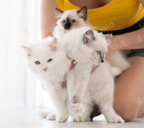 Preview: Girl with ragdoll kittens