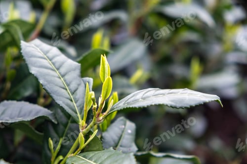 Preview: Tea leaf closeup. Tea plantation in China. Fresh young tea leaves harvest