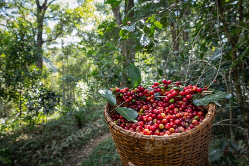 Preview: Ripe, juicy red Arabica coffee beans show good coffee quality in wicker basket.