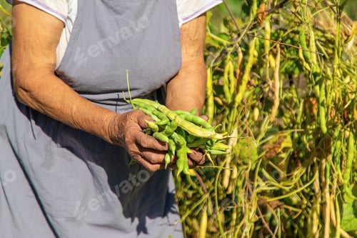 Preview: Grandmother with a harvest of beans in the garden. Selective focus.