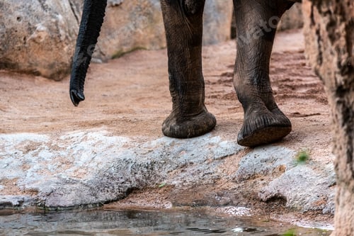 Preview: Huge feet of African savanna elephant, Loxodonta africana.