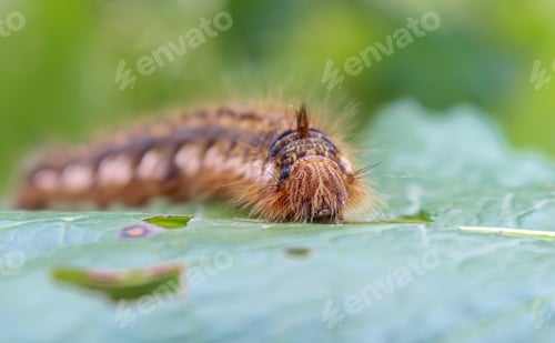 Preview: Caterpillar on a leaf