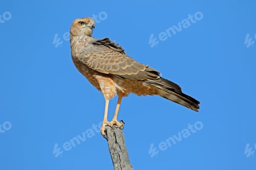 Preview: Pale chanting goshawk perched on a branch