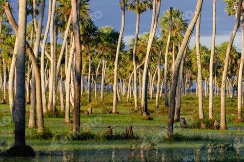 Preview: Tall coconut trees with a cloudy blue sky