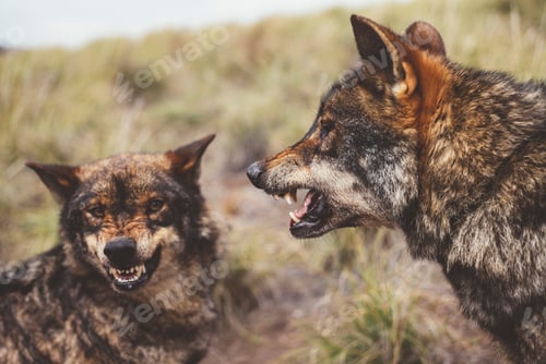 Preview: Two wolves roaring on each other