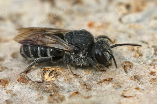 Preview: Closeup of the black cleptoparasite cuckoo bee, Stelis simillima from the Gard, France