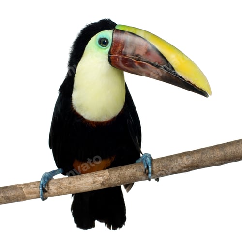 Preview: Swainson's Toucan