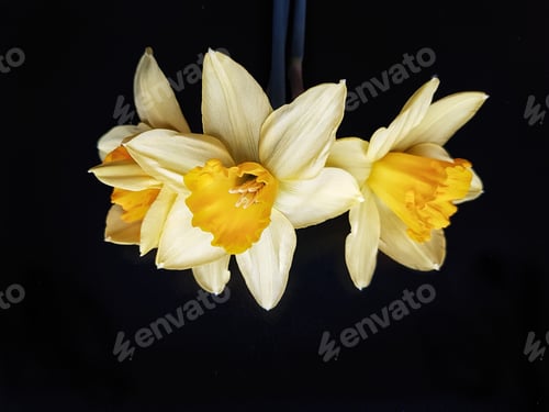 Preview: Daffodils