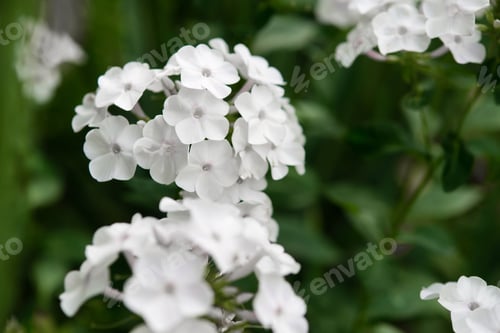Preview: Blooming branches of phlox in the garden on a sunny day. Soft blurred selective focus.