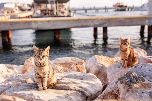Preview: cat