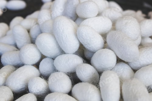 Preview: Close-up of white silk cocoons used in textile production, showcasing their texture