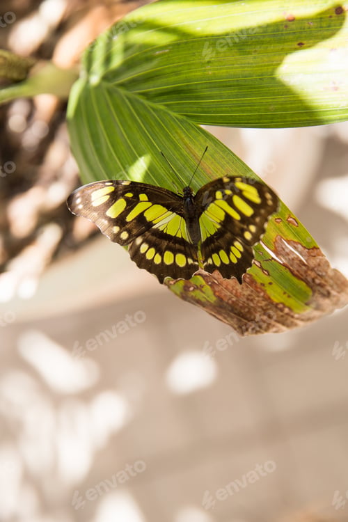 Preview: A butterfly lands on a leaf