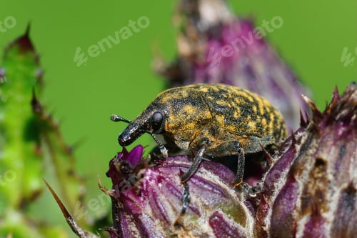 Preview: Closeup on a plant parasite thistle infecting weevil, Larinus turbinatus on it's host plant